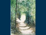 Woodland track above Tzagarada, Pilion18x25